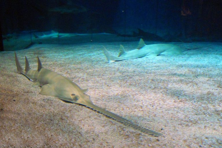 Pasqua 2019 all’Acquario di Genova:eventi fino a maggio