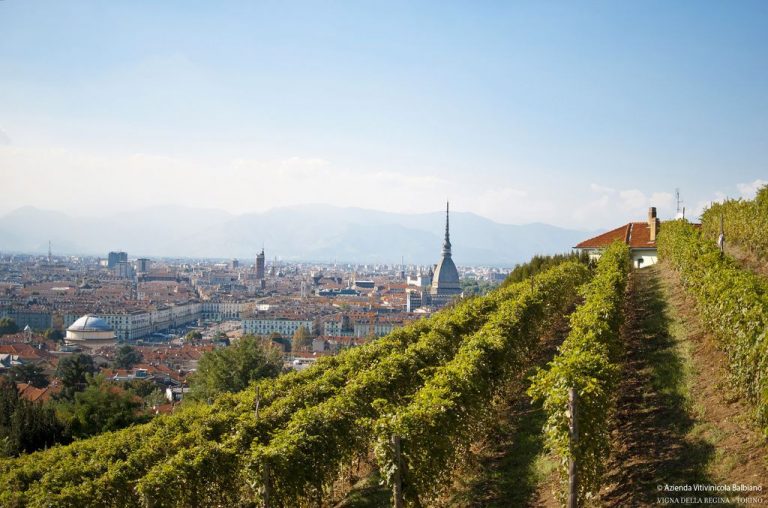 Vendemmia a Torino