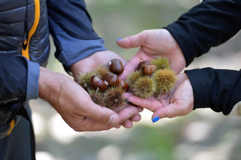 Percorsi del gusto in Valsugana