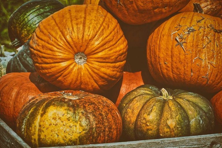 Fiera della Zucca