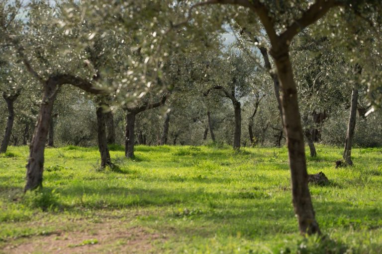 Trevi, Umbria, “Merenda nell’oliveta” – Un evento di inizio estate all’insegna del turismo dell’Olio
