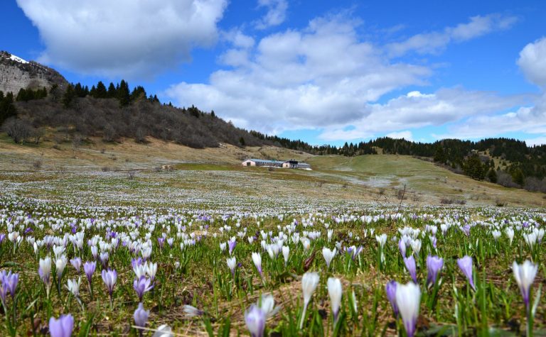 Aprile Dolce Fiorire: eventi sulla fioritura dei meli in Val di Non