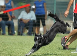Agility dog sull’Alpe Cimbra