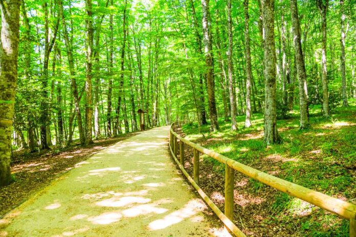 foreste da visitare in camper