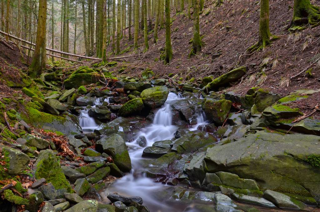 Foreste da visitare in camper