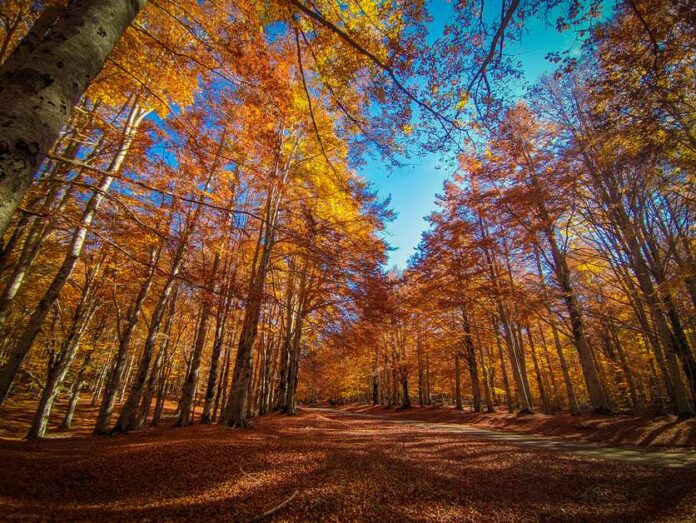Foliage Italia
