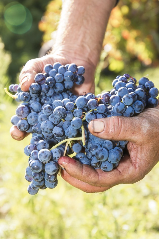 Basilicata gusto