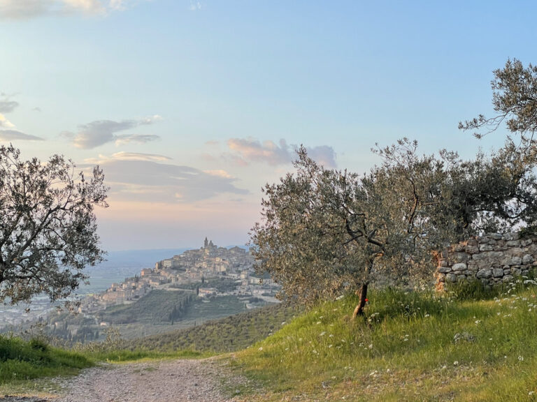 Anteprima Olio Extravergine di Oliva DOP Umbria 2026: appuntamento a Trevi il 26 e 27 gennaio