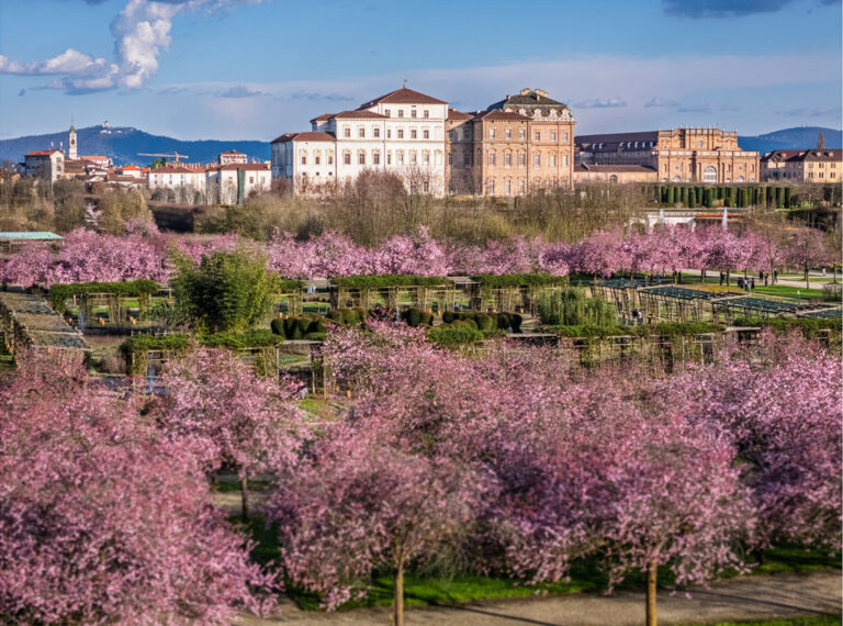 All’ombra dei ciliegi in fiore 2026
