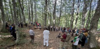 Alberi in Cammino 2026: a settembre gli ultimi eventi tra Quercia e Ginkgo Biloba